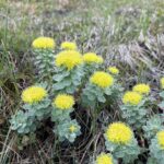 Родиола розовая (Rhodiola rosea)