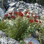 Родиола розовая (Rhodiola rosea)