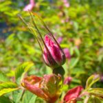 Шиповник майский — цветки (Rosa majalis)