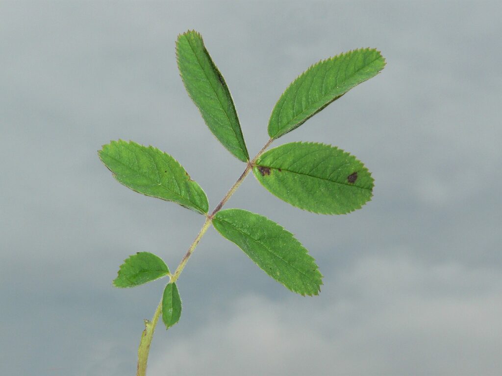 Шиповник майский — лист (Rosa majalis)