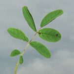 Шиповник майский — лист (Rosa majalis)