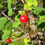 Шиповник майский — плоды (Rosa majalis)