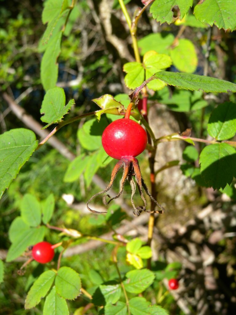Шиповник майский — плоды (Rosa majalis)