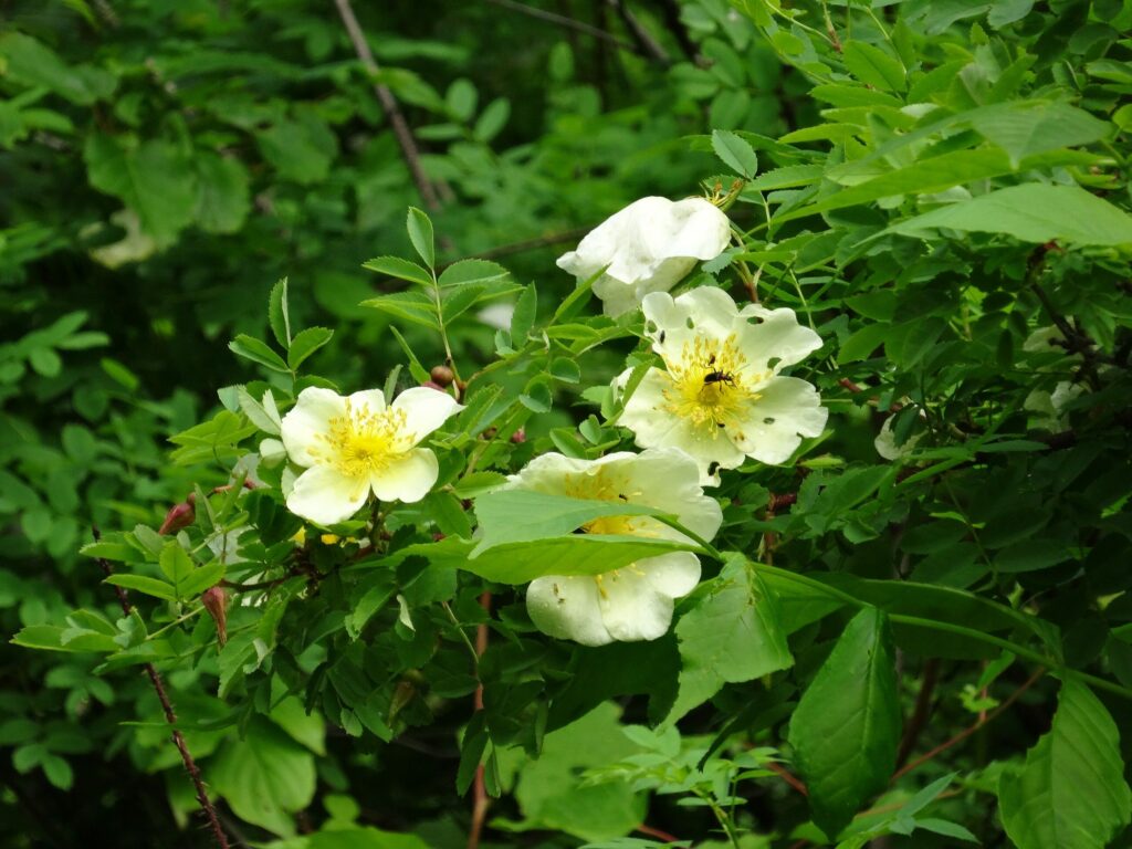 Шиповник майский — общий вид (Rosa majalis)