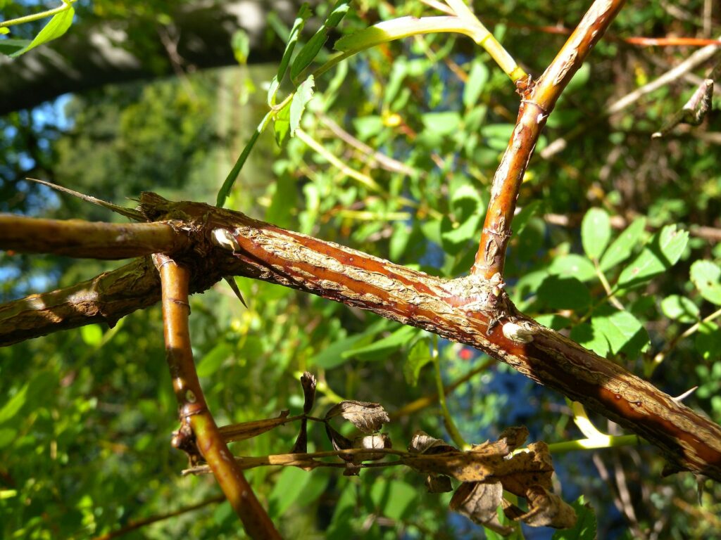 Шиповник майский — общий вид (Rosa majalis)