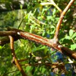 Шиповник майский — общий вид (Rosa majalis)