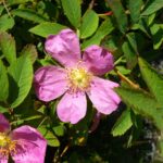 Шиповник майский — цветки (Rosa majalis)