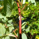 Шиповник майский — общий вид (Rosa majalis)