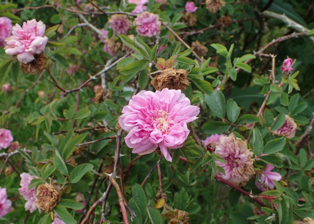 Шиповник майский — общий вид (Rosa majalis)