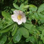 Шиповник майский — общий вид (Rosa majalis)