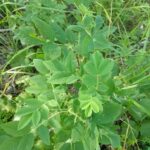 Шиповник майский (Rosa majalis)