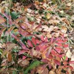 Шиповник майский (Rosa majalis)