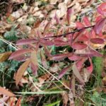 Шиповник майский (Rosa majalis)