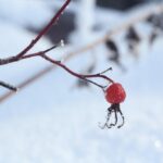 Шиповник майский (Rosa majalis)