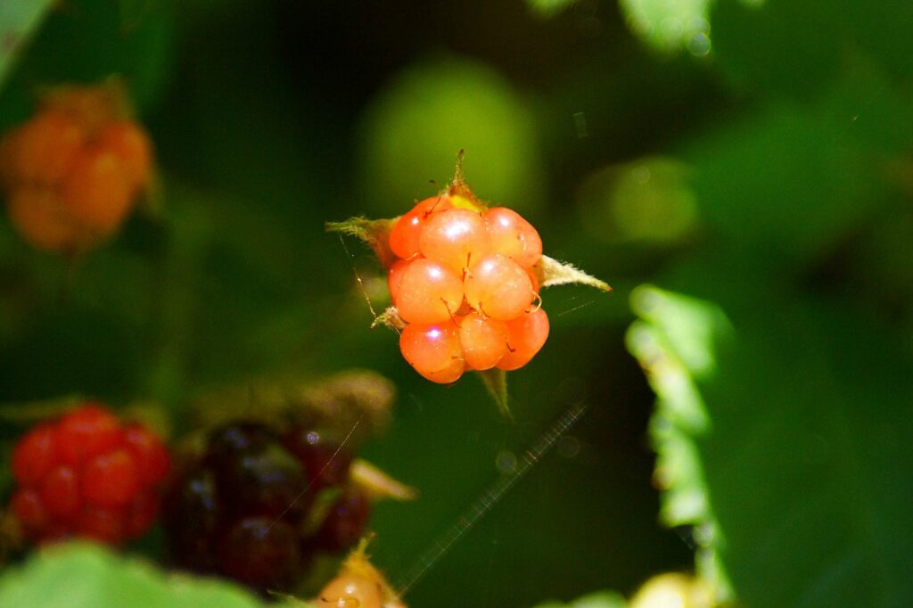 Морошка — плоды (Rubus chamaemorus)