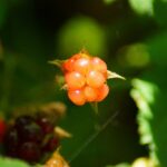 Морошка — плоды (Rubus chamaemorus)