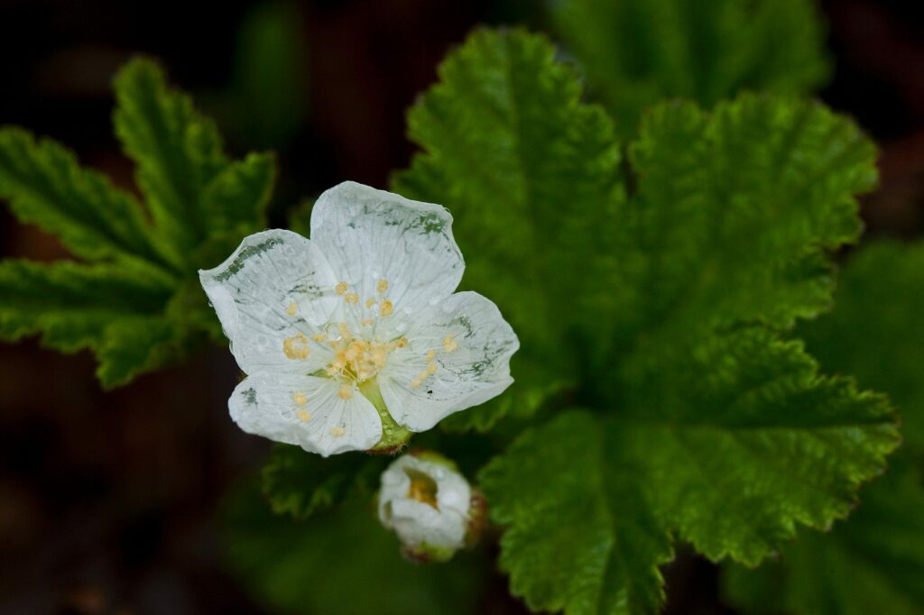 Морошка — цветки (Rubus chamaemorus)