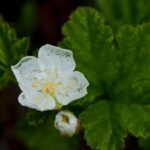 Морошка — цветки (Rubus chamaemorus)