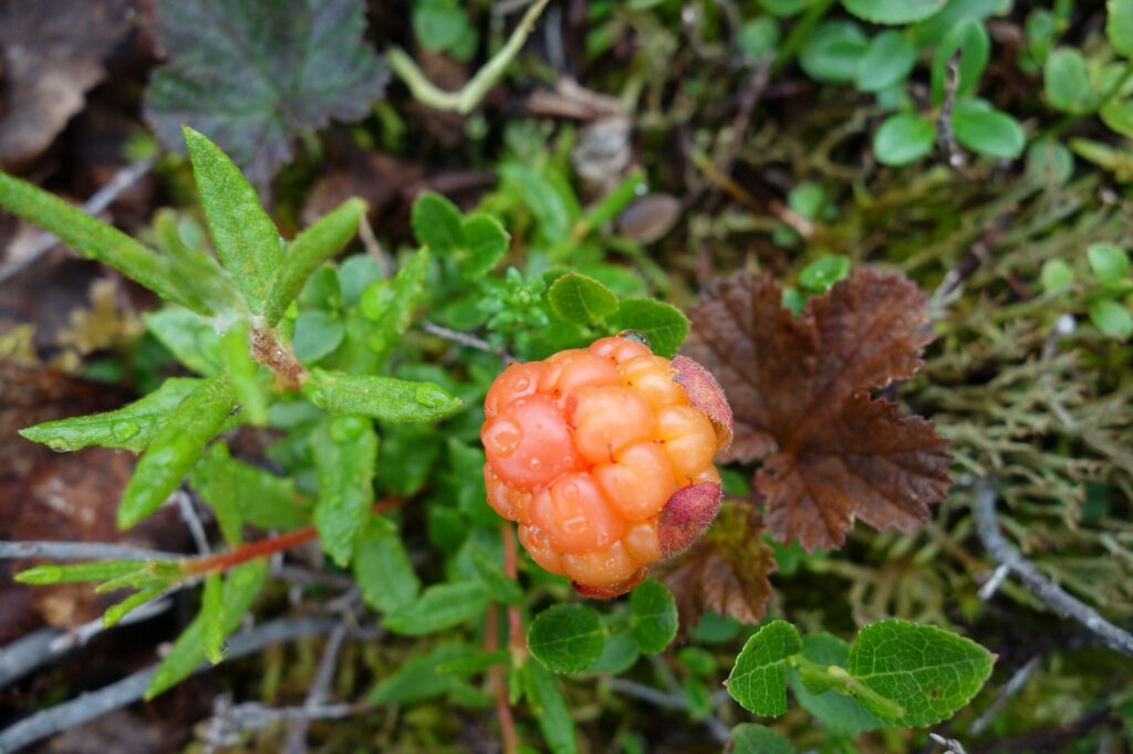 Морошка — общий вид (Rubus chamaemorus)