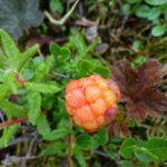 Морошка — общий вид (Rubus chamaemorus)