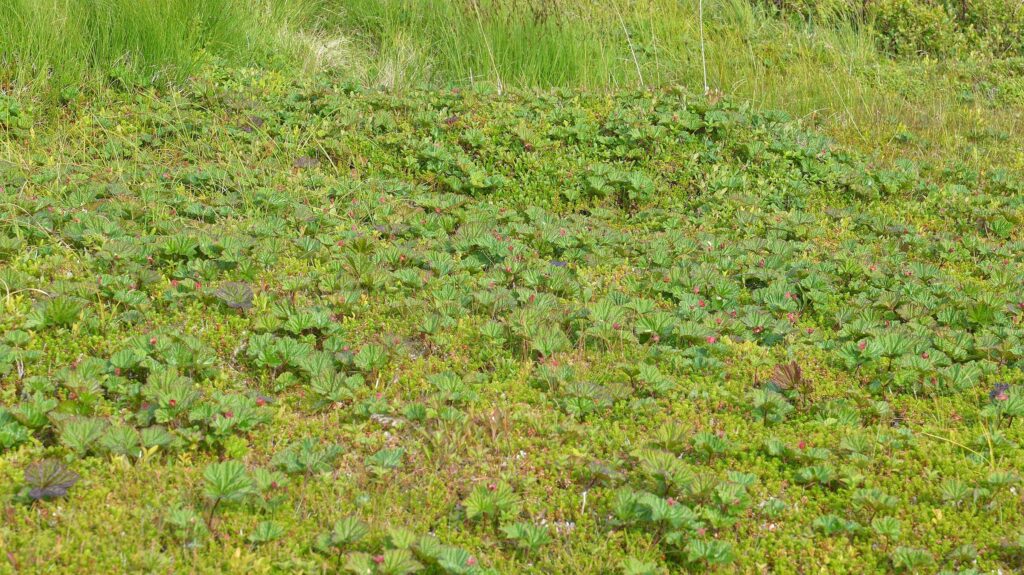 Морошка — плоды (Rubus chamaemorus)