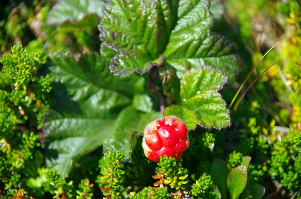 Морошка — общий вид (Rubus chamaemorus)