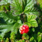Морошка — общий вид (Rubus chamaemorus)