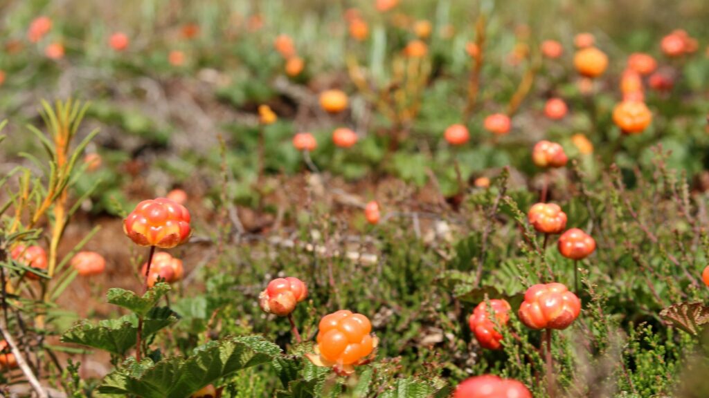 Морошка — общий вид (Rubus chamaemorus)
