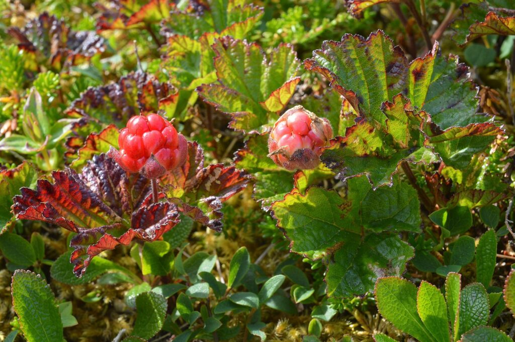 Морошка — плоды (Rubus chamaemorus)