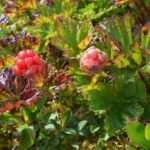 Морошка — плоды (Rubus chamaemorus)