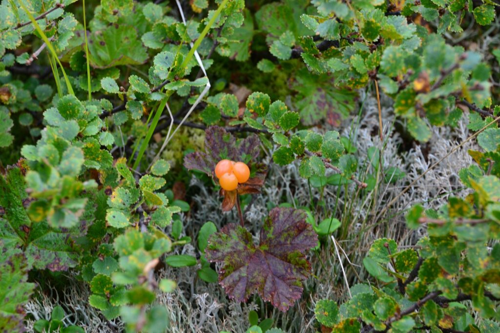 Морошка — плоды (Rubus chamaemorus)
