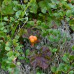 Морошка — плоды (Rubus chamaemorus)