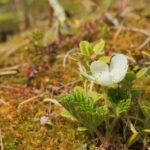 Морошка — цветки (Rubus chamaemorus)