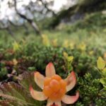 Морошка — общий вид (Rubus chamaemorus)