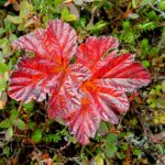 Морошка — плоды (Rubus chamaemorus)