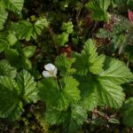 Морошка (Rubus chamaemorus)