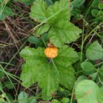 Морошка (Rubus chamaemorus)