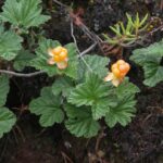 Морошка (Rubus chamaemorus)