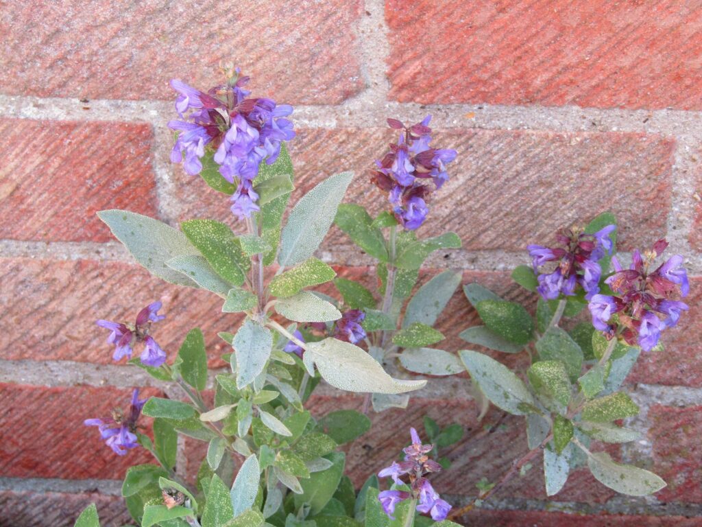 Шалфей лекарственный — цветки (Salvia officinalis)