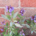 Шалфей лекарственный — цветки (Salvia officinalis)