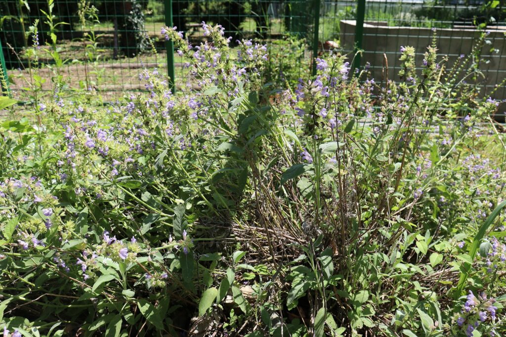 Шалфей лекарственный — общий вид (Salvia officinalis)