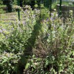 Шалфей лекарственный — общий вид (Salvia officinalis)