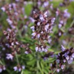 Шалфей лекарственный — общий вид (Salvia officinalis)