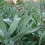 Шалфей лекарственный — общий вид (Salvia officinalis)