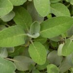 Шалфей лекарственный — общий вид (Salvia officinalis)