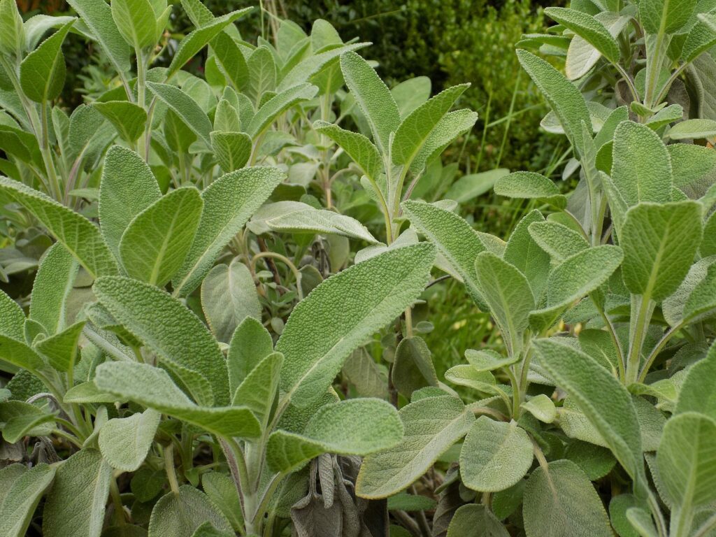 Шалфей лекарственный — общий вид (Salvia officinalis)