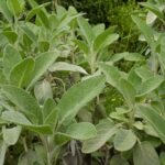 Шалфей лекарственный — общий вид (Salvia officinalis)