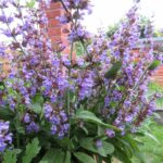 Шалфей лекарственный — цветки (Salvia officinalis)