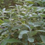 Шалфей лекарственный — общий вид (Salvia officinalis)