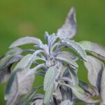 Шалфей лекарственный — общий вид (Salvia officinalis)